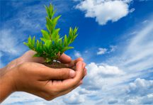 A person holding a plant in their hands.